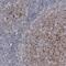 VANGL Planar Cell Polarity Protein 2 antibody, NBP1-81428, Novus Biologicals, Immunohistochemistry frozen image 
