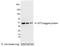 KT3 epitope tag antibody, A190-128A, Bethyl Labs, Western Blot image 
