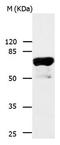 Interleukin-23 receptor antibody, orb107337, Biorbyt, Western Blot image 