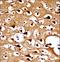 Numb-like protein antibody, LS-C163065, Lifespan Biosciences, Immunohistochemistry paraffin image 