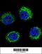 Solute Carrier Family 25 Member 31 antibody, 56-186, ProSci, Immunofluorescence image 