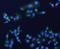 SCAN Domain Containing 1 antibody, orb378410, Biorbyt, Immunofluorescence image 