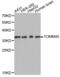 Mitochondrial import receptor subunit TOM40 homolog antibody, abx002306, Abbexa, Western Blot image 