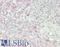 Torsin 1A Interacting Protein 1 antibody, LS-B14823, Lifespan Biosciences, Immunohistochemistry paraffin image 