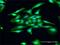 Guanylate Cyclase Activator 1C antibody, H00009626-D01P, Novus Biologicals, Immunofluorescence image 