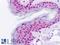TGFB Induced Factor Homeobox 2 antibody, LS-B9414, Lifespan Biosciences, Immunohistochemistry frozen image 