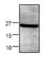 Syndecan 4 antibody, GTX44511, GeneTex, Western Blot image 