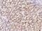 Akirin 1 antibody, 203569-T08, Sino Biological, Immunohistochemistry frozen image 