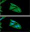 Four And A Half LIM Domains 2 antibody, GTX57719, GeneTex, Immunofluorescence image 