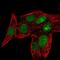 Q9H2H8-2 antibody, NBP2-56870, Novus Biologicals, Immunofluorescence image 