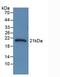 Serpin Family A Member 6 antibody, LS-C663664, Lifespan Biosciences, Western Blot image 