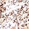 RAD51 Recombinase antibody, orb315675, Biorbyt, Immunohistochemistry paraffin image 