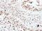Histone Deacetylase 3 antibody, GTX113303, GeneTex, Immunohistochemistry paraffin image 