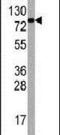 Eukaryotic Translation Initiation Factor 4B antibody, PA5-11791, Invitrogen Antibodies, Western Blot image 