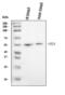 Chitinase Acidic antibody, A00437-1, Boster Biological Technology, Western Blot image 