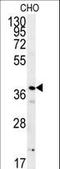 ERI1 Exoribonuclease Family Member 3 antibody, LS-C162165, Lifespan Biosciences, Western Blot image 