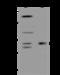 SLIT And NTRK Like Family Member 1 antibody, 204326-T40, Sino Biological, Western Blot image 