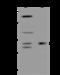 SLIT and NTRK-like protein 1 antibody, 204326-T40, Sino Biological, Western Blot image 