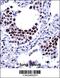 Ariadne RBR E3 Ubiquitin Protein Ligase 2 antibody, 57-688, ProSci, Immunohistochemistry frozen image 