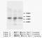 Calponin 1 antibody, orb18189, Biorbyt, Western Blot image 