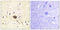 Ras Protein Specific Guanine Nucleotide Releasing Factor 1 antibody, LS-C117779, Lifespan Biosciences, Immunohistochemistry frozen image 