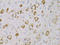 Nerve Growth Factor antibody, LS-C748937, Lifespan Biosciences, Immunohistochemistry frozen image 