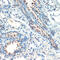 Ribosomal Protein S6 Kinase A4 antibody, 13-447, ProSci, Immunohistochemistry frozen image 