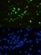 Heterogeneous Nuclear Ribonucleoprotein F antibody, A05806, Boster Biological Technology, Immunofluorescence image 
