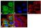 Interferon Induced With Helicase C Domain 1 antibody, 700360, Invitrogen Antibodies, Immunofluorescence image 