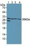 Notch 2 N-Terminal Like A antibody, abx129278, Abbexa, Western Blot image 