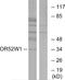 Olfactory Receptor Family 52 Subfamily W Member 1 antibody, A30889, Boster Biological Technology, Western Blot image 