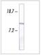 Cytochrome C, Somatic antibody, 33-8500, Invitrogen Antibodies, Western Blot image 