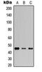 Gap junction alpha-3 protein antibody, abx121579, Abbexa, Western Blot image 