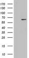 Zinc Finger Protein 286A antibody, CF803642, Origene, Western Blot image 