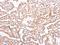 Ephrin A1 antibody, orb518870, Biorbyt, Immunohistochemistry paraffin image 