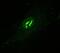 Spectrin Repeat Containing Nuclear Envelope Protein 1 antibody, PA1-30283, Invitrogen Antibodies, Immunofluorescence image 