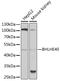 Basic Helix-Loop-Helix Family Member E40 antibody, 22-292, ProSci, Western Blot image 