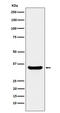 POU Class 2 Homeobox Associating Factor 1 antibody, M04431-3, Boster Biological Technology, Western Blot image 