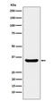 POU domain class 2-associating factor 1 antibody, M04431-3, Boster Biological Technology, Western Blot image 