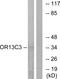 Olfactory Receptor Family 13 Subfamily C Member 3 antibody, GTX87728, GeneTex, Western Blot image 