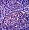 Leucine Rich Repeat Neuronal 4 antibody, LS-C165895, Lifespan Biosciences, Immunohistochemistry paraffin image 