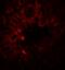 SRY-Box 4 antibody, PA5-72852, Invitrogen Antibodies, Immunofluorescence image 