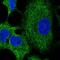 Ring Finger Protein 215 antibody, NBP2-58576, Novus Biologicals, Immunocytochemistry image 