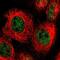 Anaphase Promoting Complex Subunit 11 antibody, NBP1-90140, Novus Biologicals, Immunofluorescence image 