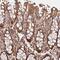 Mastermind Like Transcriptional Coactivator 3 antibody, PA5-58073, Invitrogen Antibodies, Immunohistochemistry frozen image 
