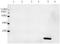 HBGF-1 antibody, LS-B13687, Lifespan Biosciences, Western Blot image 