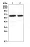Synaptotagmin 1 antibody, A02314-1, Boster Biological Technology, Western Blot image 