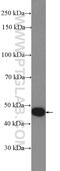 Sorting Nexin 6 antibody, 10114-1-AP, Proteintech Group, Western Blot image 