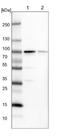 Pseudouridine Synthase 7 antibody, NBP1-83652, Novus Biologicals, Western Blot image 