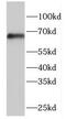 F-box/WD repeat-containing protein 5 antibody, FNab03056, FineTest, Western Blot image 
